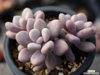 아메치스 자연군생 S0327 다육식물