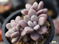 아메치스 자연군생 S0327 다육식물