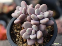 아메치스 자연군생 S0327 다육식물