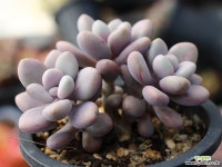 아메치스 자연군생 S0327 다육식물