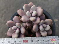 아메치스 자연군생 S0327 다육식물