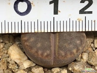 브롬필디 7-35 리톱스/메셈