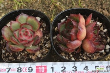 폴리린제아나(랜덤) 천원상품