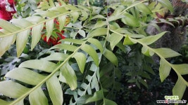 크리소카디움/공기정화식물/행잉플랜트/초대형/식물길이 1M 공기정화식물