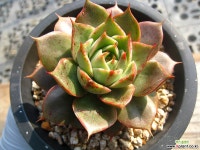 티나1105-2 다육식물