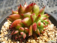 레인스타1105-2 다육식물