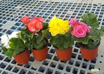 꽃베고니아4종(1세트)/소품 초본류