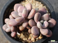 아메치스 자연군생 S0381 다육식물