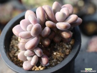 아메치스 자연군생 S0381 다육식물