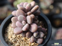 아메치스 자연군생 S0381 다육식물