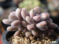 아메치스 자연군생 S0381 다육식물