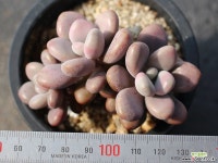 아메치스 자연군생 S0381 다육식물