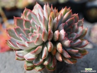 오리온 군생 S0459 다육식물