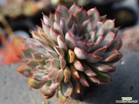 오리온 군생 S0459 다육식물