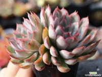 오리온 군생 S0459 다육식물