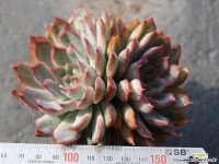 오리온 군생 S0459 다육식물