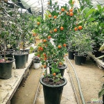 유주나무(대품)-120-150센치 과실열매류