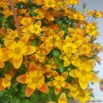 바이랜드(행잉) 야생화