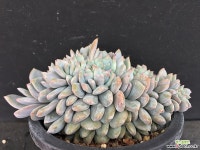 일본성영철화444 다육철화