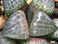 수정콤프토니아 34-36 하월시아