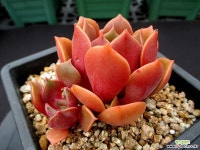 제스타 11-289 다육식물