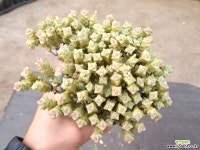 희성금 13-237 다육식물