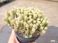 희성금 13-237 다육식물