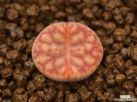 라34_ C348 bromfieldii v. bromfieldii 리톱스/메셈