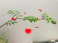 홍자귀 (봄부터 여전히 꽃대를 올리고 있습니다) 야생화