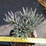 누비제나묵은목대자연군생1 두들레야