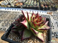 원종에보니(수입)1109 다육식물