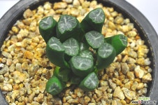 만상(U167) 하월시아