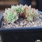 창 철화 1110-26 다육식물