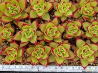 오렌지에보니(랜덤)개당 다육식물