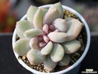 트롬소 군생 S0535 다육식물