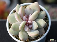 트롬소 군생 S0535 다육식물