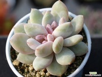 트롬소 군생 S0535 다육식물