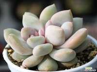 트롬소 군생 S0535 다육식물