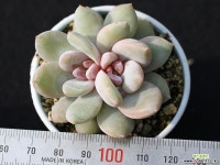 트롬소 군생 S0535 다육식물