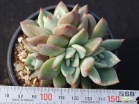 샴페인 군생 S0550 다육식물