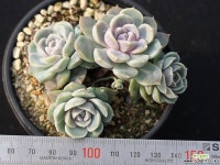타이니버거 군생 S0580 다육식물