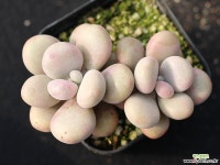 아메치스 자연군생 S0549 다육식물