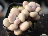 아메치스 자연군생 S0549 다육식물