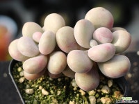 아메치스 자연군생 S0549 다육식물