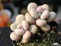 아메치스 자연군생 S0549 다육식물