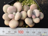 아메치스 자연군생 S0549 다육식물