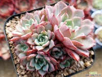 라벤다썸101 다육식물