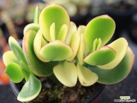 황금염좌 군생 S0637 다육금