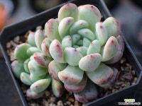 비얀트 군생 S0647 다육식물