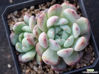 비얀트 군생 S0647 다육식물